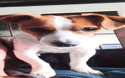 Jack Russell dogs for sale: Jack Russell Terriers - Image 3