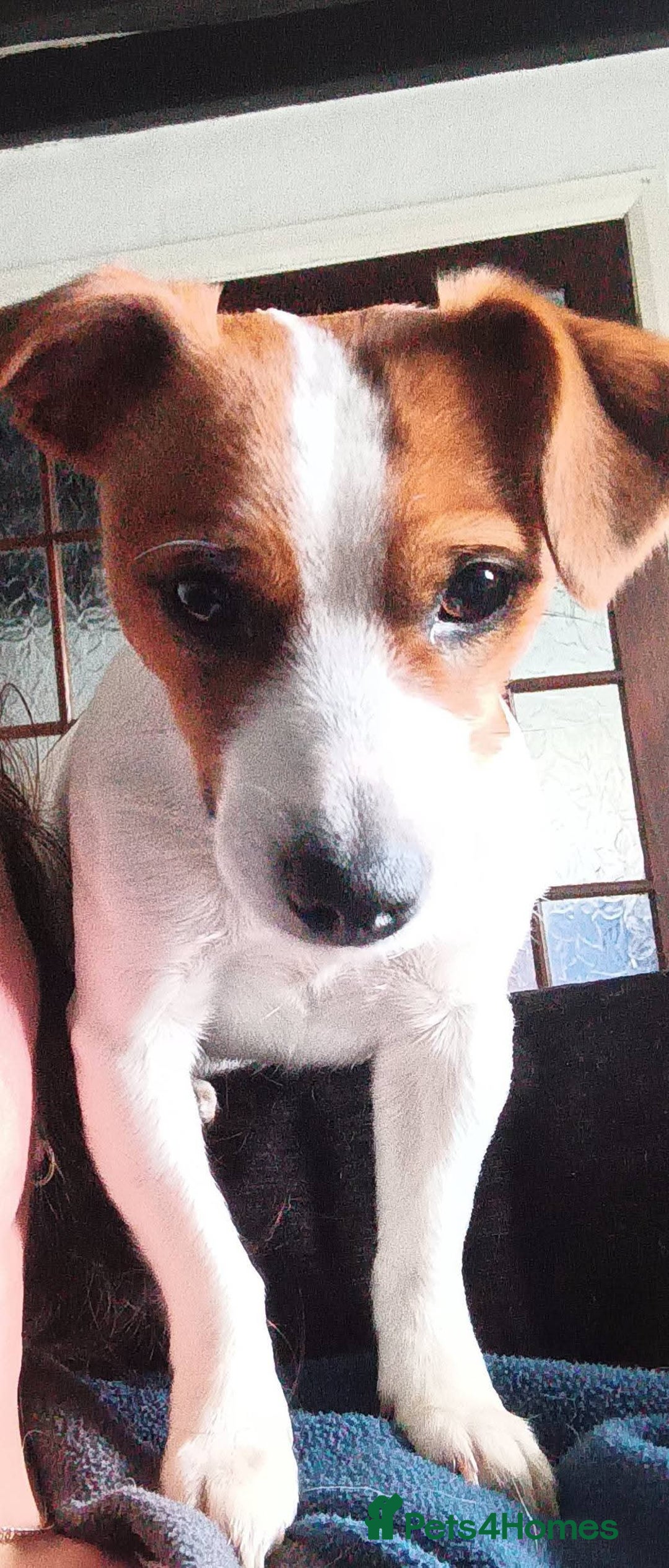 Jack Russell dogs for sale: Jack Russell Terriers - Image 3