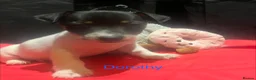 Jack Russell dogs for sale: Miniature Jack Russell  - Advert 9