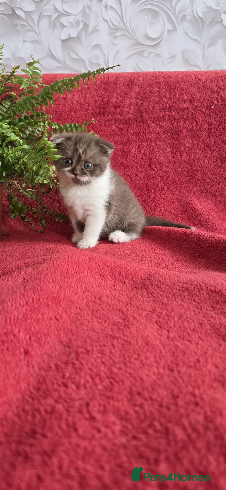 Scottish Fold cats For sale Scottish fold kitties  - Advert 1