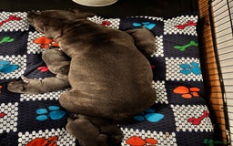 Staffordshire Bull Terrier dogs for sale: Blue staffy pups - Image 9