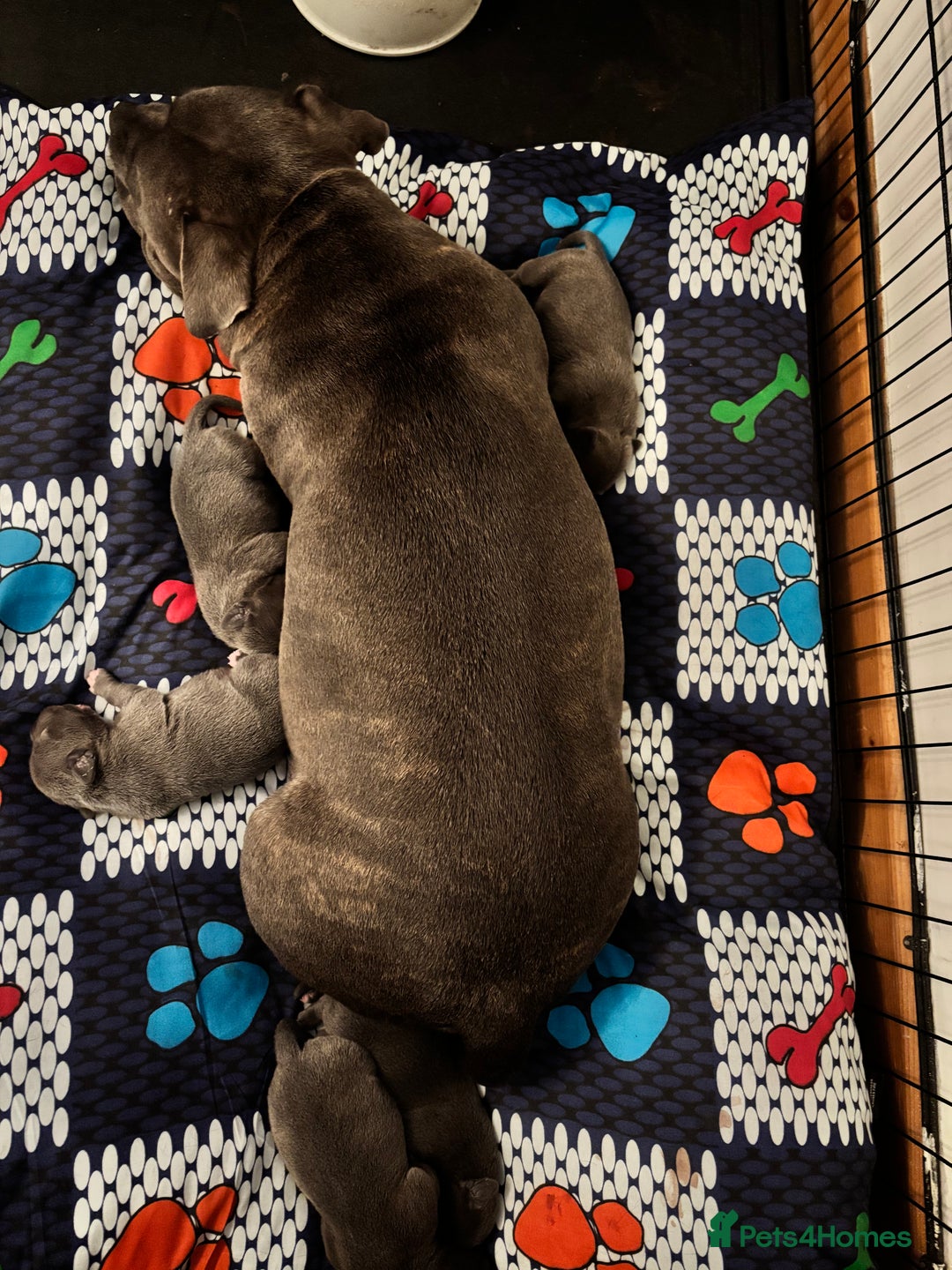 Staffordshire Bull Terrier dogs for sale: Blue staffy pups - Image 9