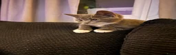 Mixed Breed cats for sale: Beautiful grey / black and white half Mainecoon  - Advert 12