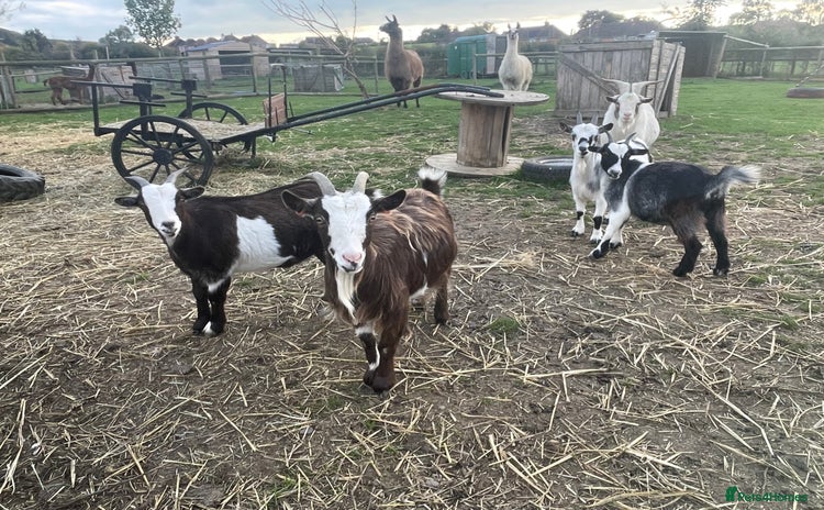 Goats livestock - Advert 2