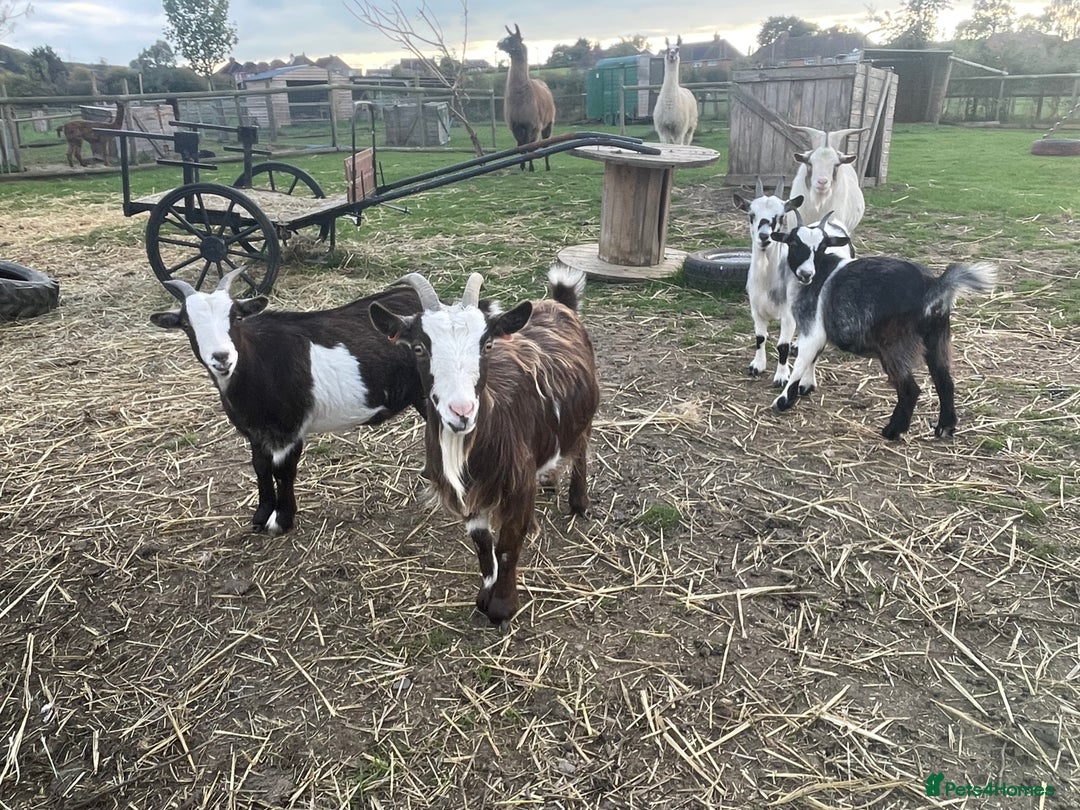 Goats livestock for sale: Small goat herd - Image 1