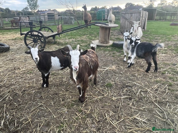 Goats livestock - Advert 1