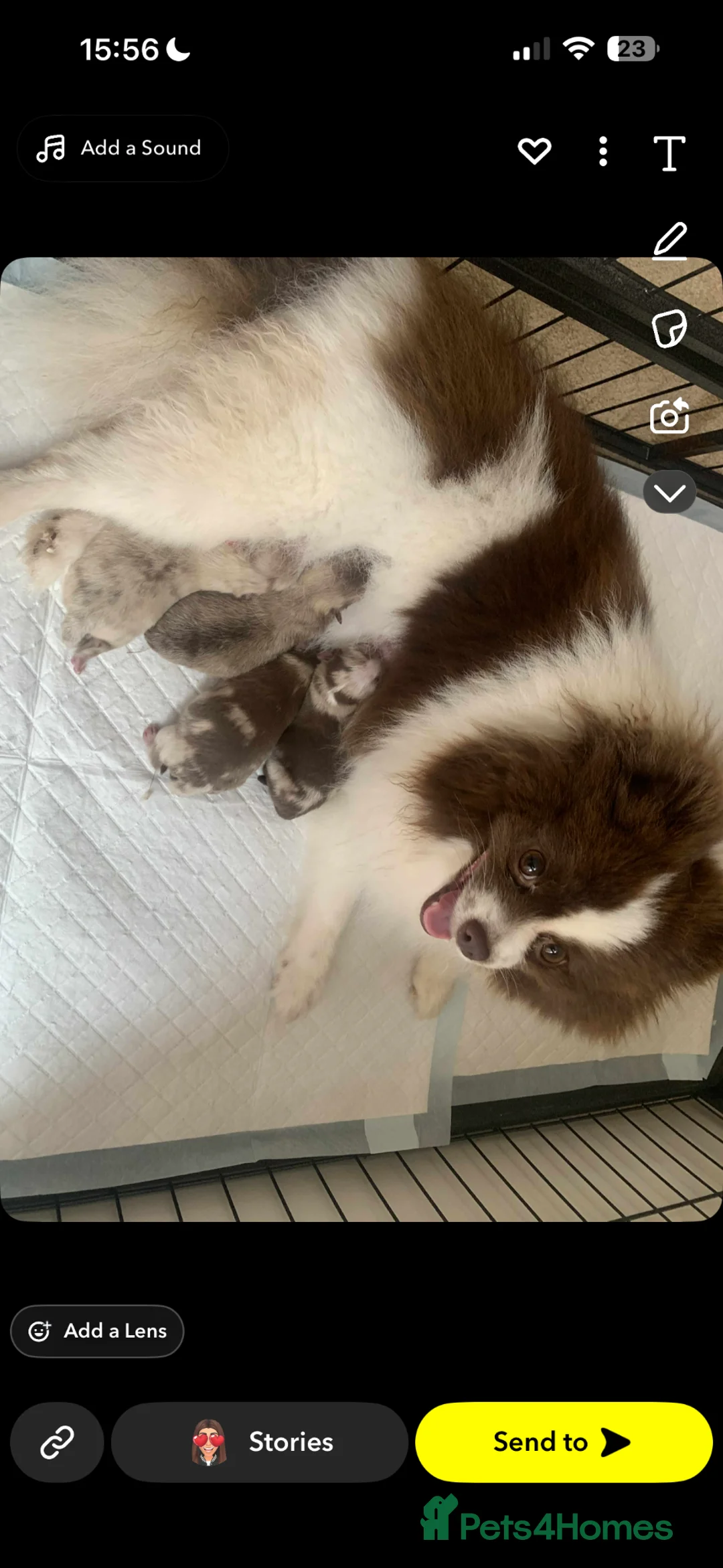 Pomeranian dogs for sale: Merle Pomeranian puppies in Harrogate - Advert 1