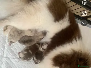 Pomeranian dogs Merle Pomeranian puppies - Advert 1