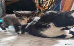 Mixed Breed cats for sale: 3x black and white kittens - Advert 8