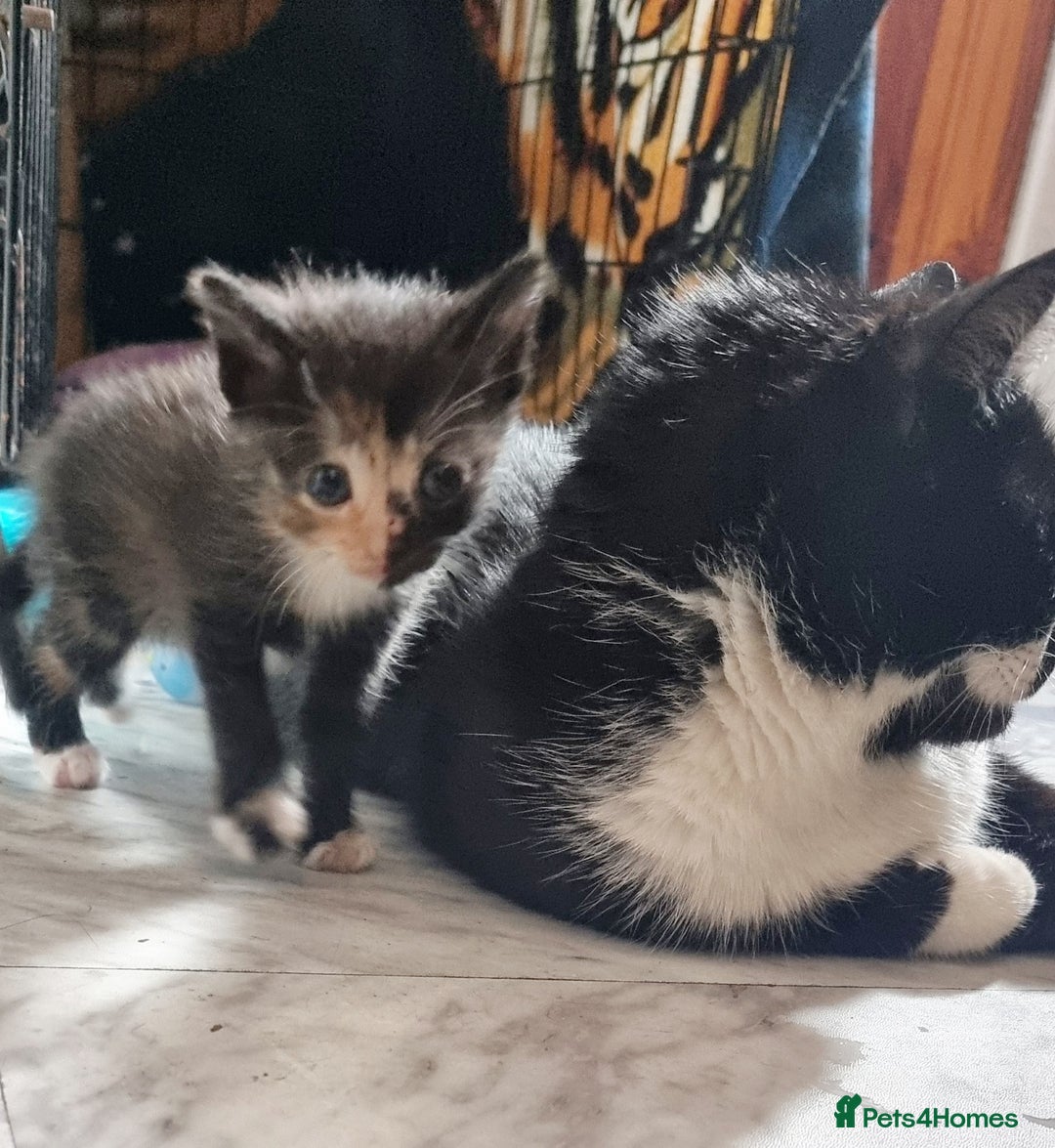 Mixed Breed cats for sale: 3x black and white kittens - Advert 8