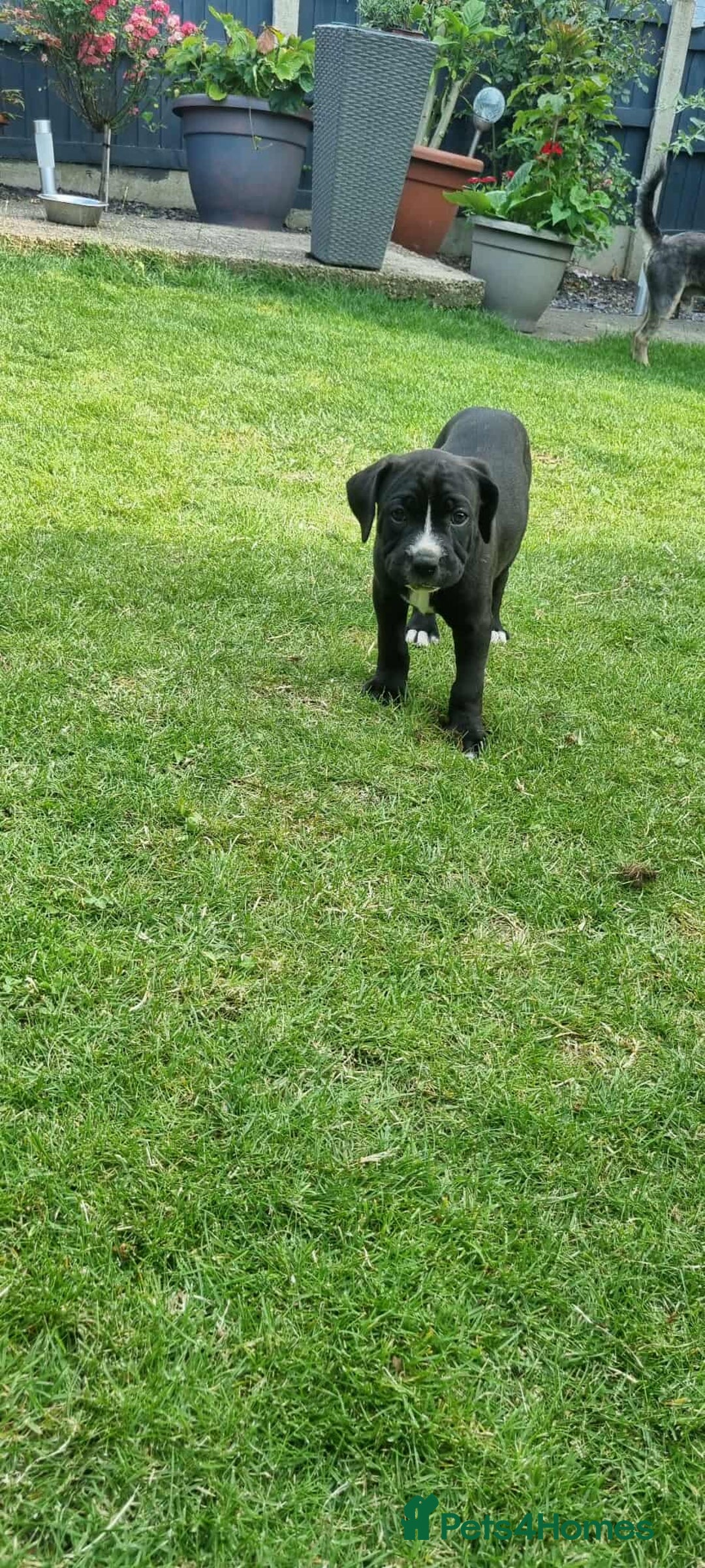 Mixed Breed dogs for sale: Ready to collect – Cane Corso puppies  - Image 17