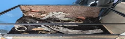 Leopard Gecko reptiles for sale: Leopard Gecko Female - Advert 3