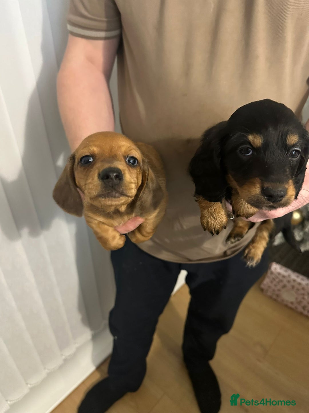 Miniature Dachshund dogs for sale: Miniature dachshunds  - Advert 12