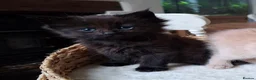 Mixed Breed cats for sale: FLUFFY MAINE COON CROSS KITTENS - Advert 22