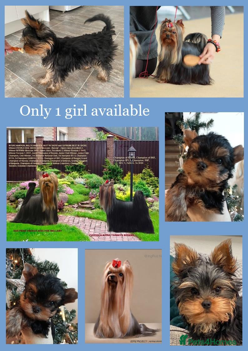 Yorkshire Terrier dogs Girl, Show quality, KC reg 18 champions bloodline - Advert 4