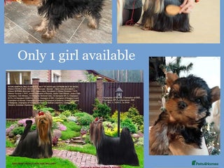 Yorkshire Terrier dogs Girl, Show quality, KC reg 18 champions bloodline - Advert 4