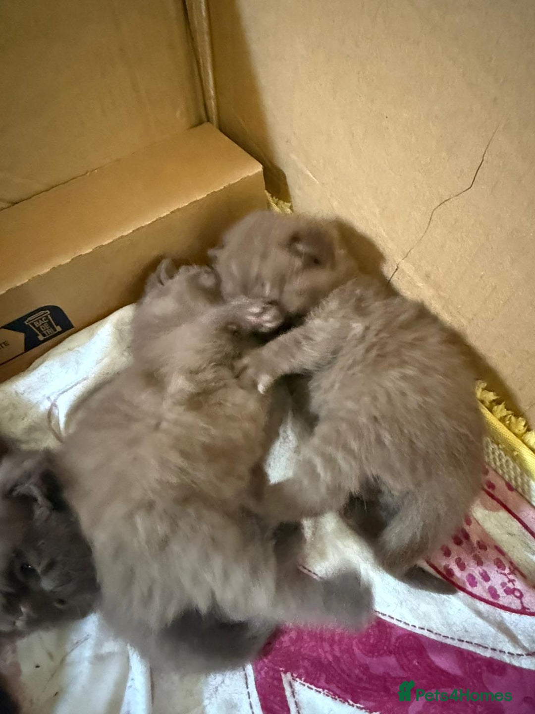 British Shorthair cats for sale: Pure British short hair kittens  - Image 10