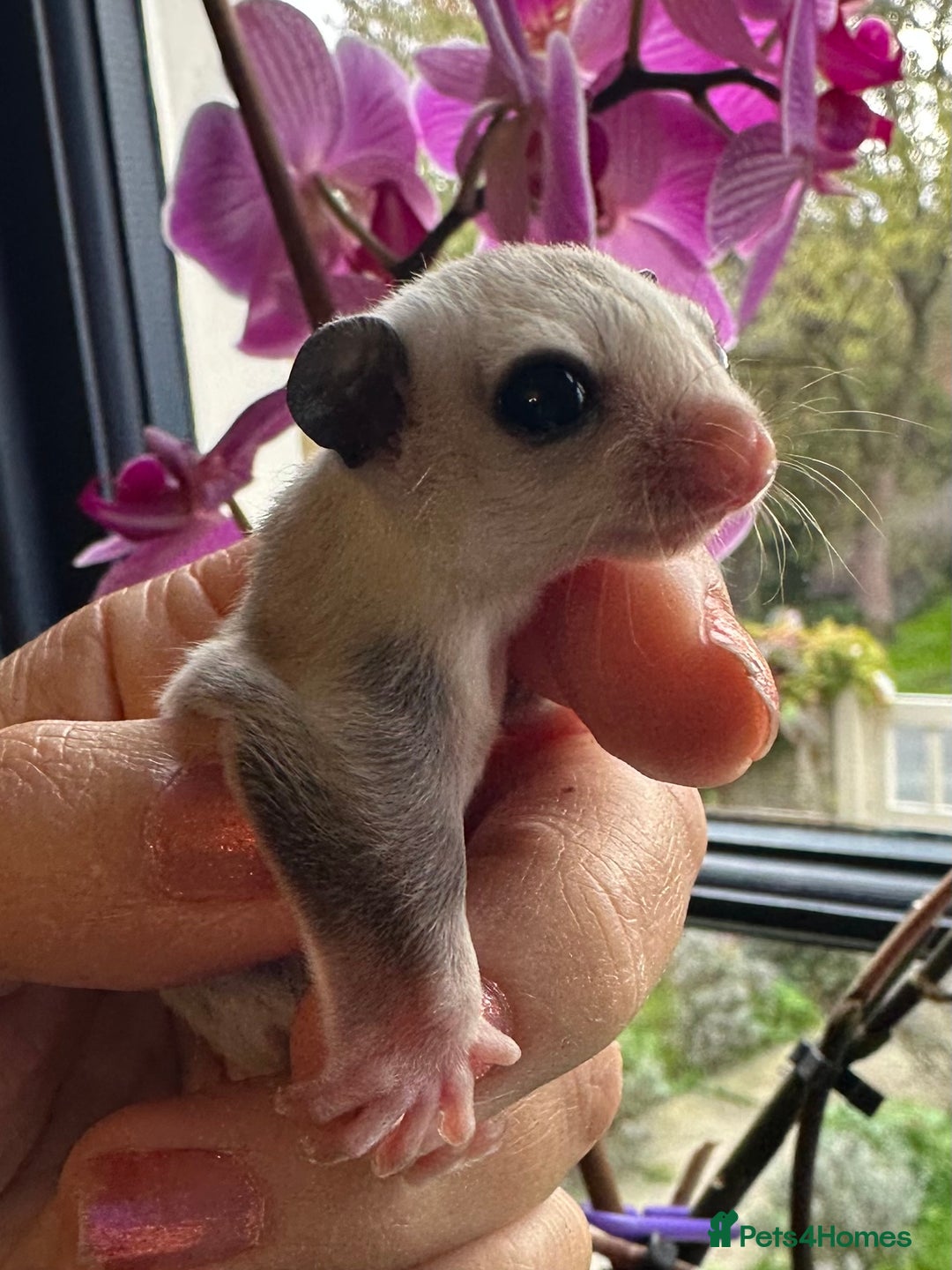 Sugar Glider rodents for sale: Stunning platinum sugar gliders - Image 1