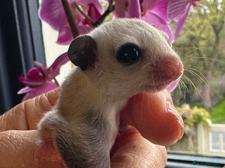 Sugar Glider rodents for sale - Advert 1
