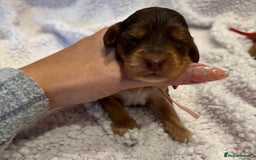 Cockapoo dogs for sale: F1 health clear stunning cockapoos - Image 11