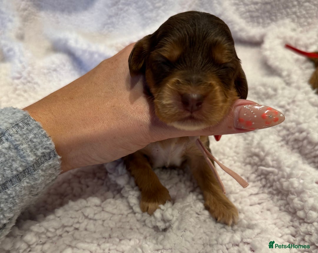 Cockapoo dogs for sale: F1 health clear stunning cockapoos - Image 11