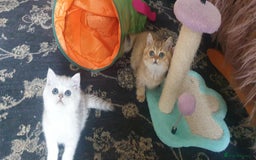 British Shorthair cats for sale: Stunning GCCF British Shorthair Kittens. - Image 2