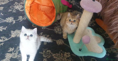 British Shorthair cats - Advert 15