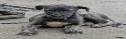 Irish Wolfhound dogs for sale: Irish Wolfhound Puppies  - Advert 24