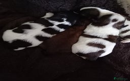 Shih Tzu dogs for sale: Female black and white shih tzu puppy  - Image 10