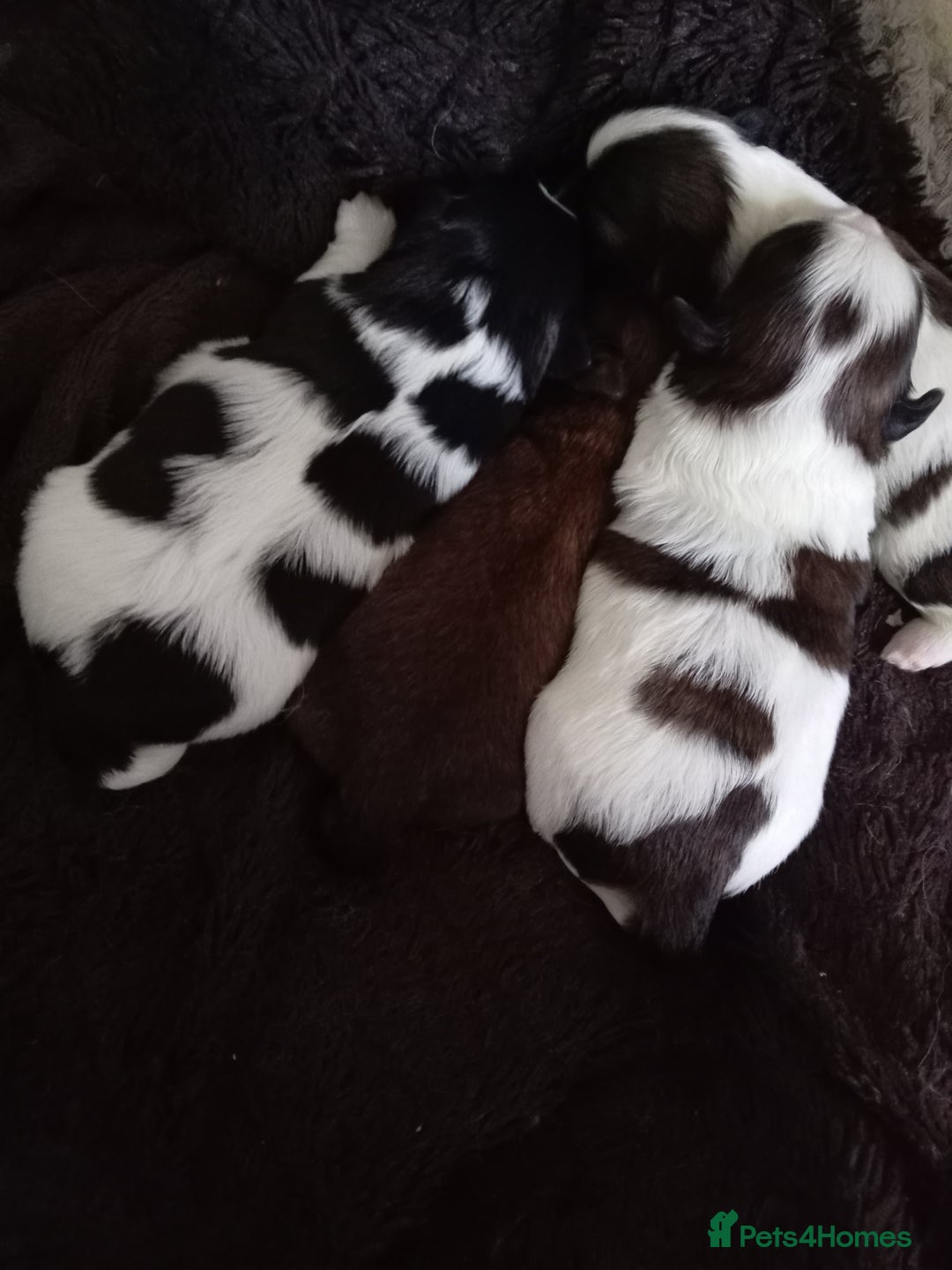 Shih Tzu dogs for sale: Female black and white shih tzu puppy  - Image 10