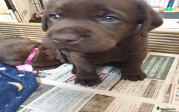 Labrador Retriever dogs for sale: Chocolate Labradors by FLASHMOUNT TENOR of TAGABEA - Image 4