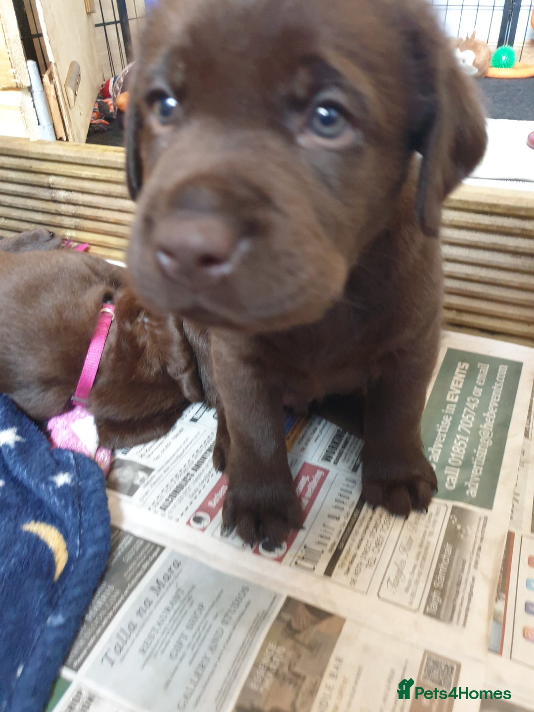 Labrador Retriever dogs for sale: Chocolate Labradors by FLASHMOUNT TENOR of TAGABEA - Image 4