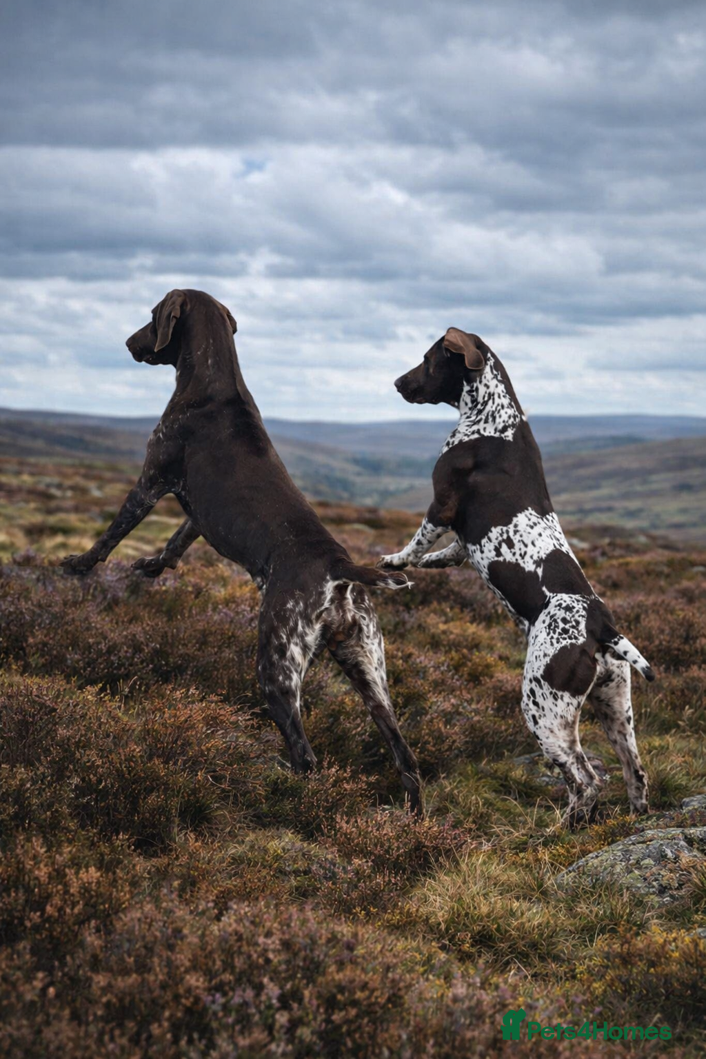 German Shorthaired Pointer dogs 🐾 KC Registered German Shorthaired Pointer Pups - Advert 1