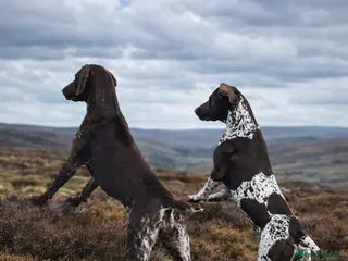 German Shorthaired Pointer dogs 🐾 KC Registered German Shorthaired Pointer Pups - Advert 1