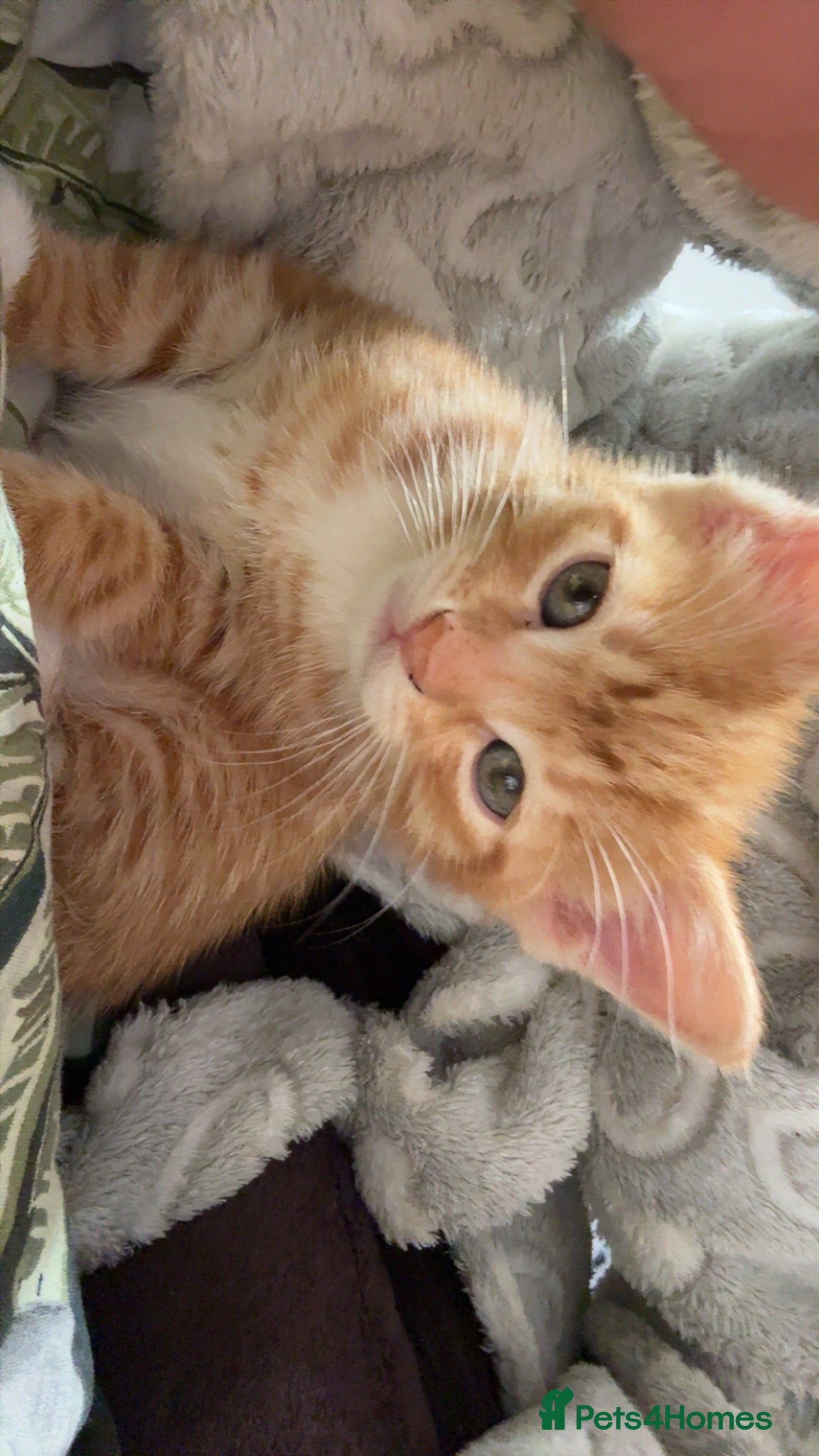 Domestic Shorthair cats Adorable ginger kitten - Super Cuddly 🧡 - Advert 1