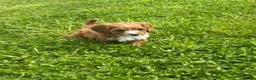 Cavapoo dogs for sale: Toy Cavapoo Puppies - Advert 15