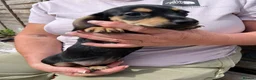 Chiweenie dogs for sale: Beautiful dachshund/chi pups - Advert 4