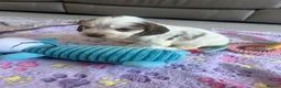 Cocker Spaniel dogs for sale: Fabulous show type KC reg health tested.   - Advert 7