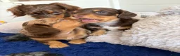 Miniature Dachshund dogs for sale: **LONGHAIRED MINIATURE DACHSHUNDS*** - Advert 11