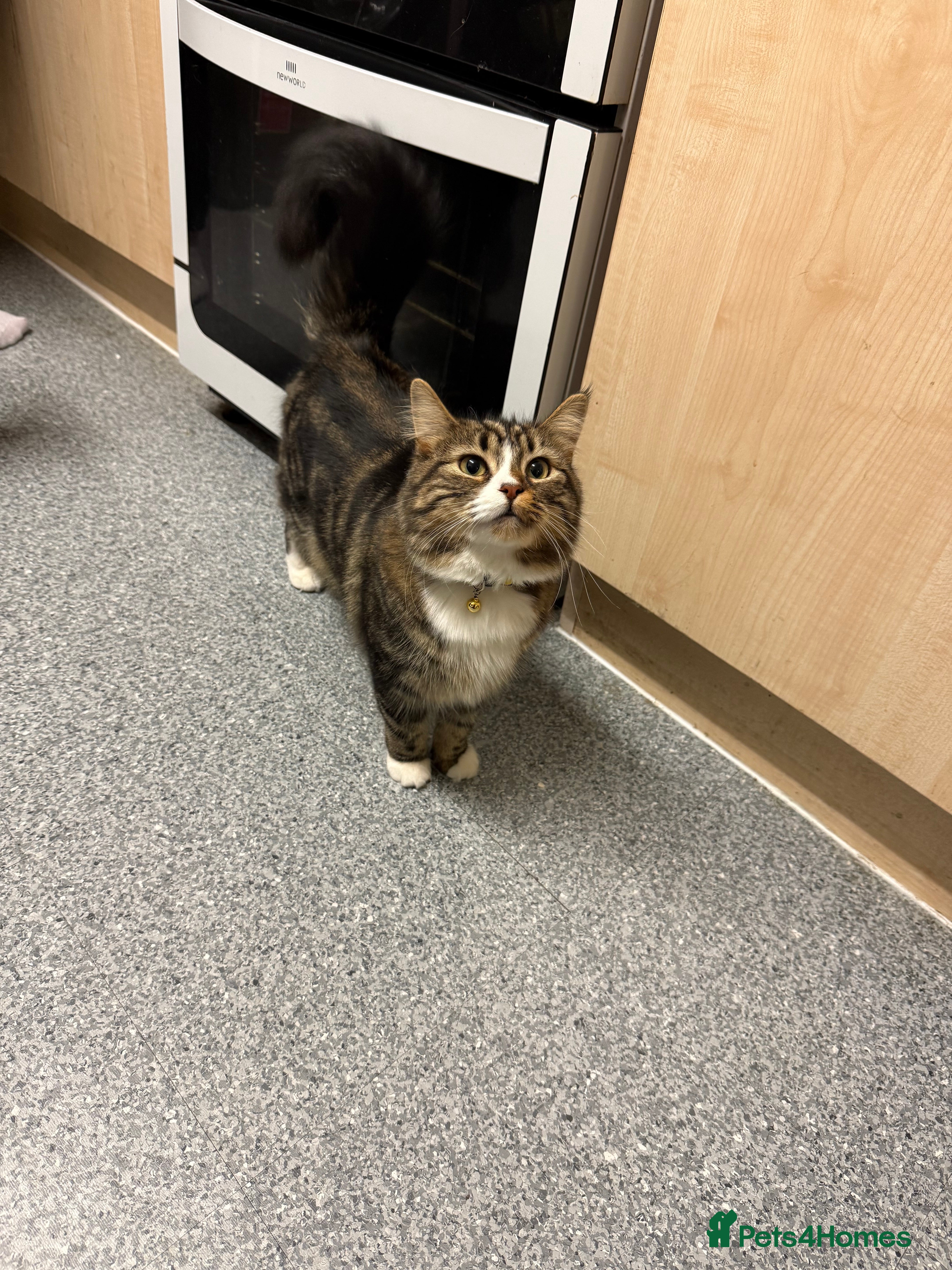 Mixed Breed cats cat.  - Advert 13