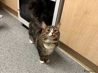 Mixed Breed cats cat. - Advert 2