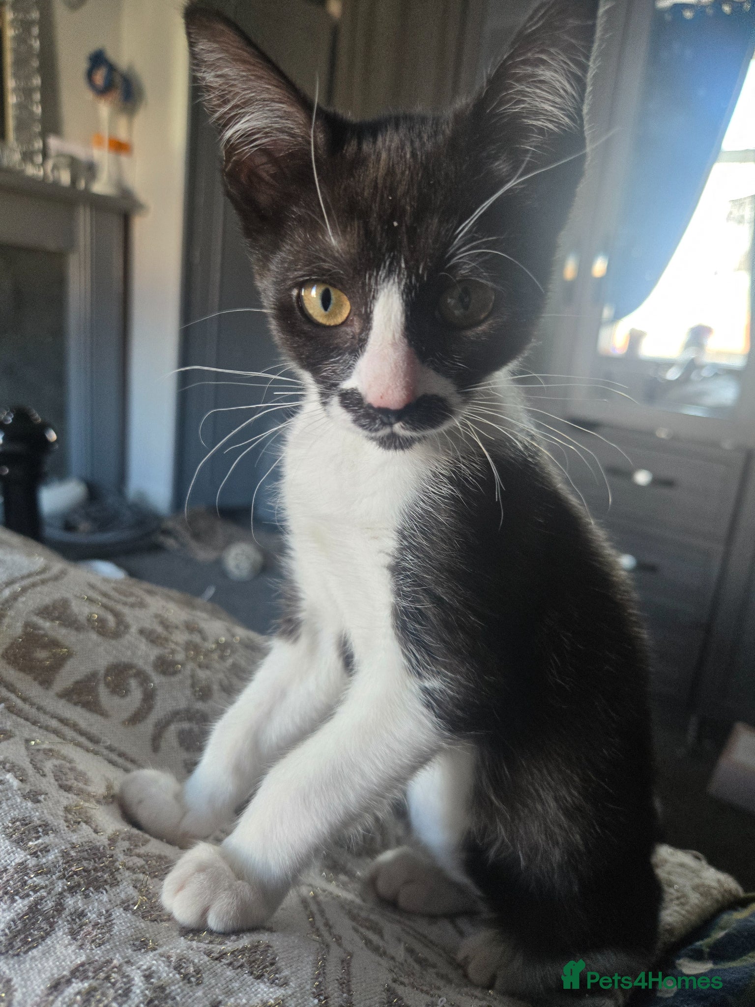 Mixed Breed cats Stunning girl avaliable now reduced  - Advert 3