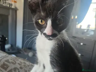 Mixed Breed cats Stunning girl avaliable now reduced - Advert 3