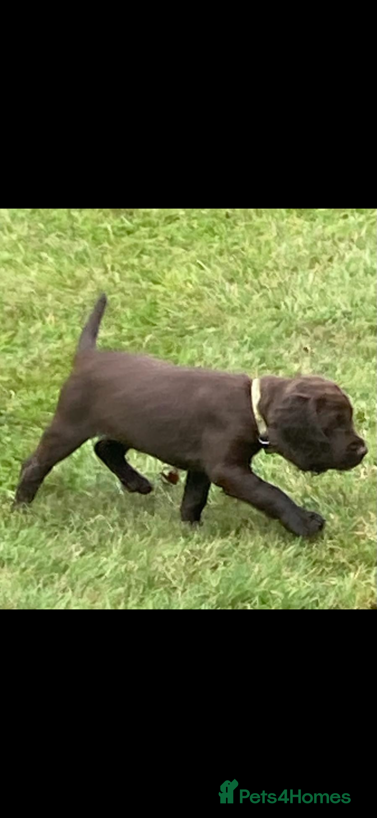 Cocker Spaniel dogs Stunning FTCH Line KC Reg Working Cocker Spaniel - Advert 2