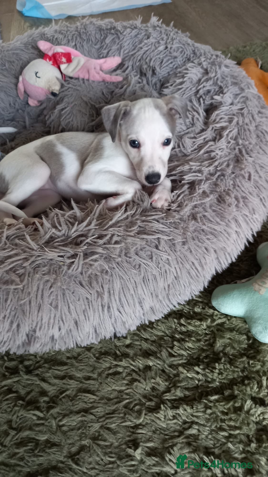 Whippet dogs Only One girl whippet left available-Kc reg parent - Advert 3