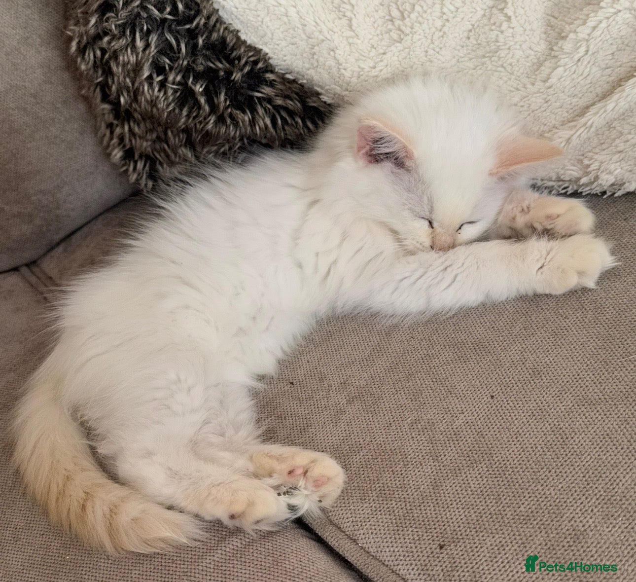 Ragdoll cats Ragdoll kittens GCCF champion breed show quality  - Advert 2