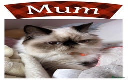 Himalayan cats for sale: Himalayan Persian Kittens  - Image 2