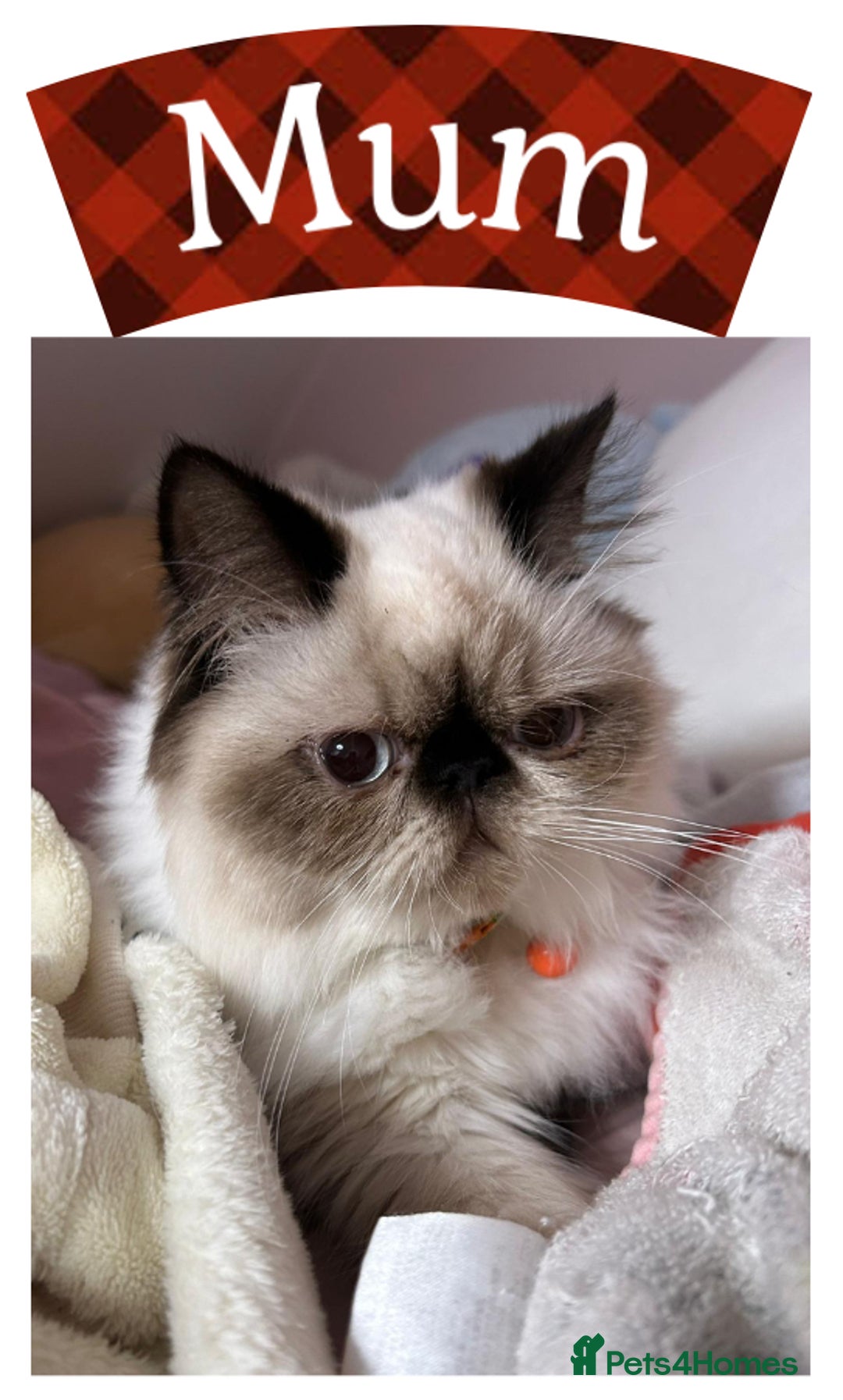 Himalayan cats for sale: Himalayan Persian Kittens  - Image 2