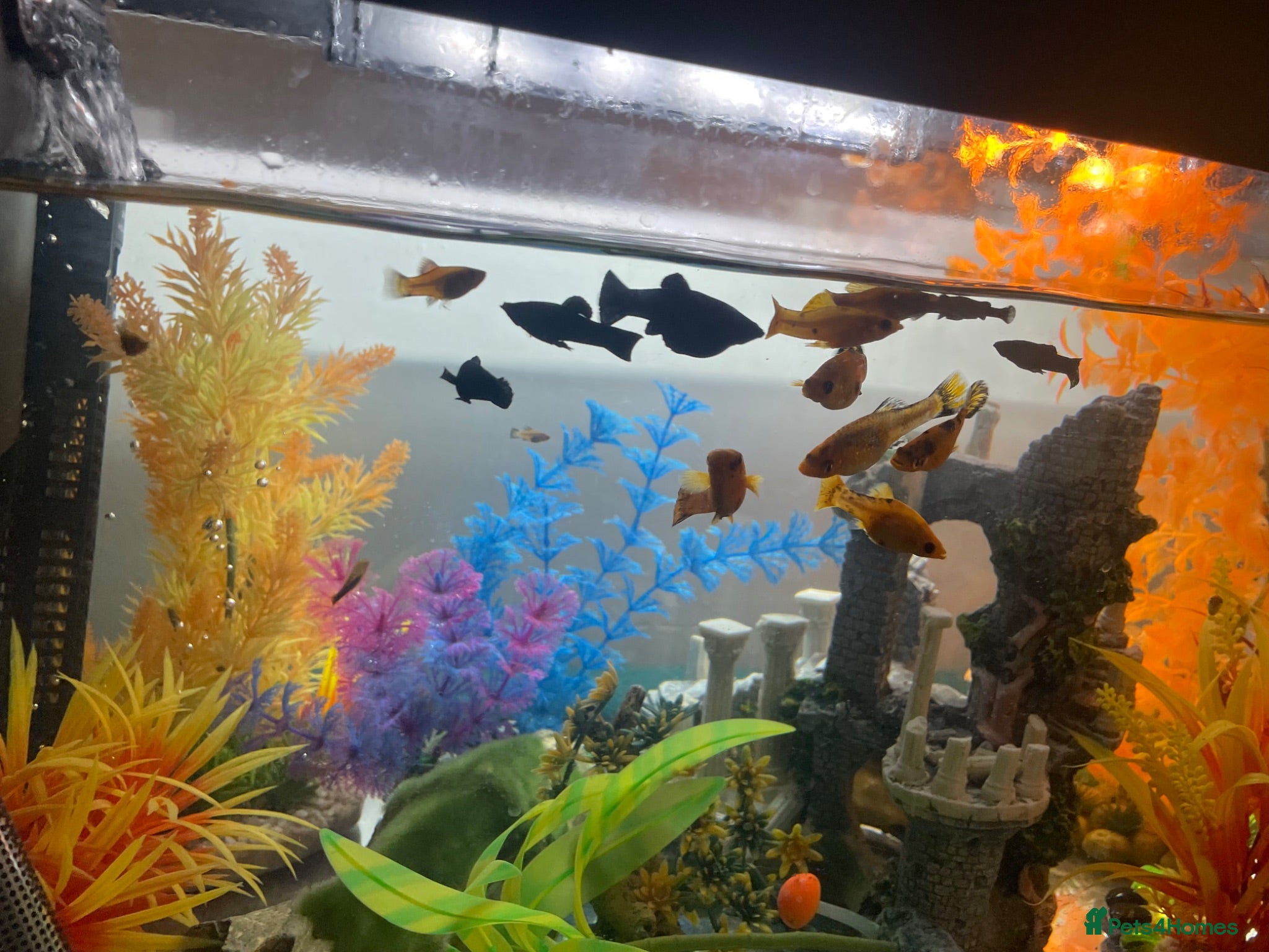 Platies fish Platies - Advert 8