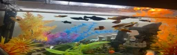 Platies fish for sale: Platies - Advert 1